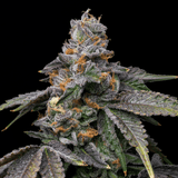 Lemon Cherry Dolato Autoflower Seeds