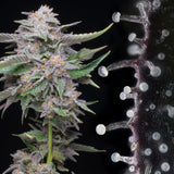 Lemon Cherry Gelato Seeds