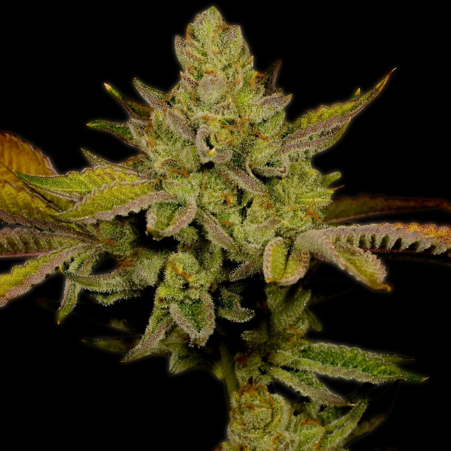 Lemon OG Feminized Cannabis Plant