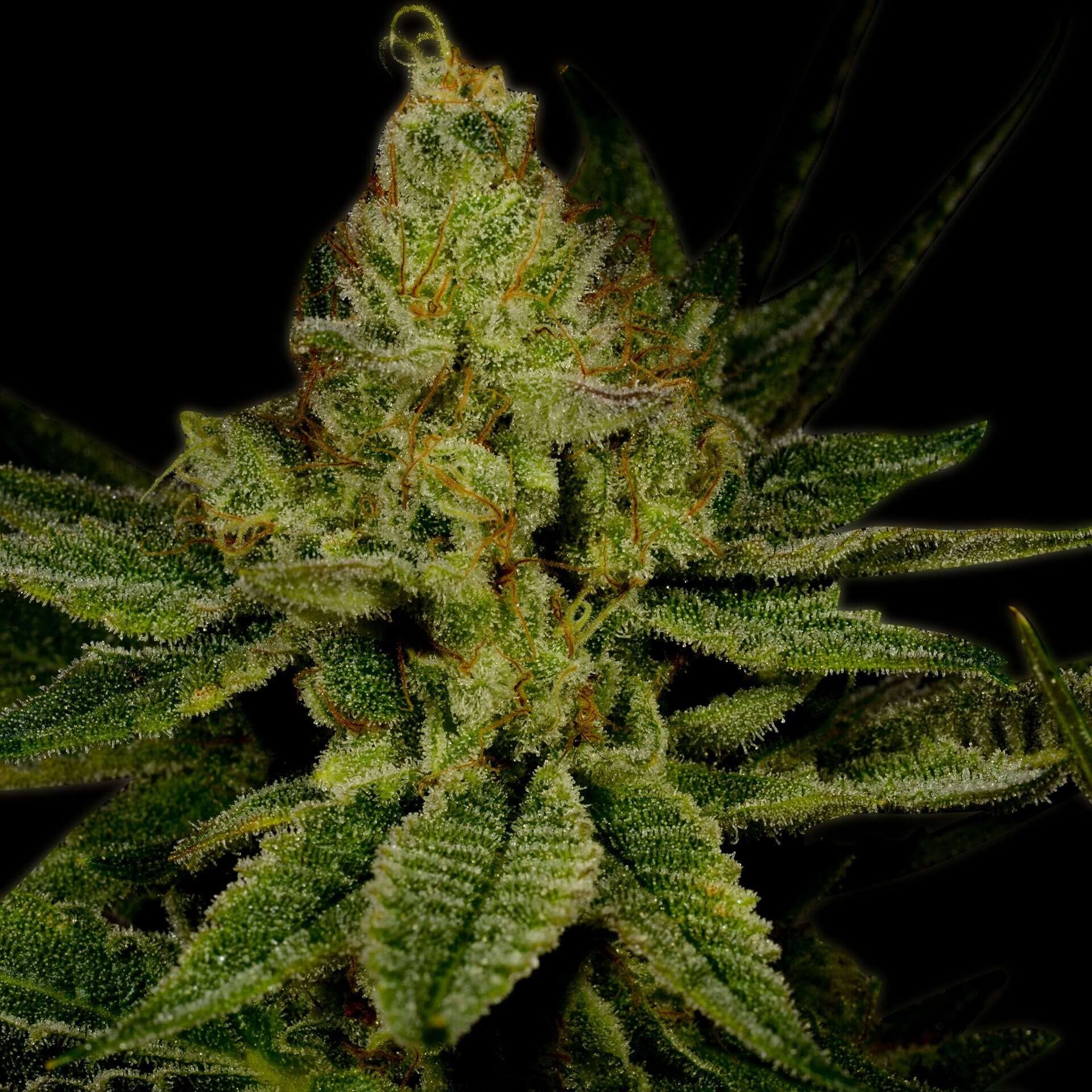 Lemon Tree Feminized Cannabis Plant
