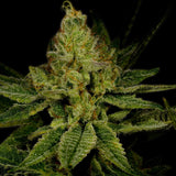 Lemon Tree Feminized Cannabis Plant