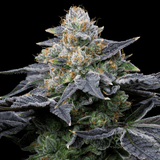 MAC Melon Autoflower Seeds