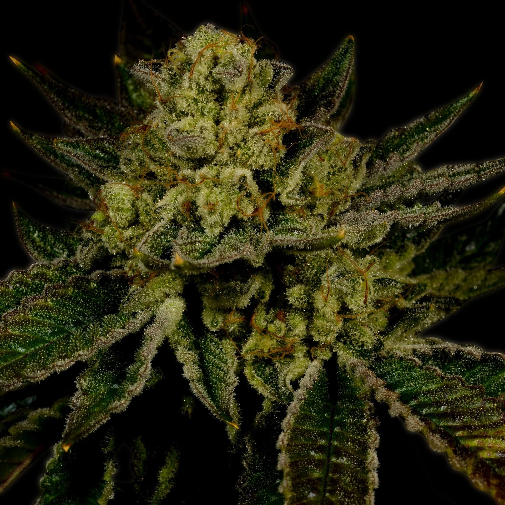 Mango Feminized Cannabis Plant