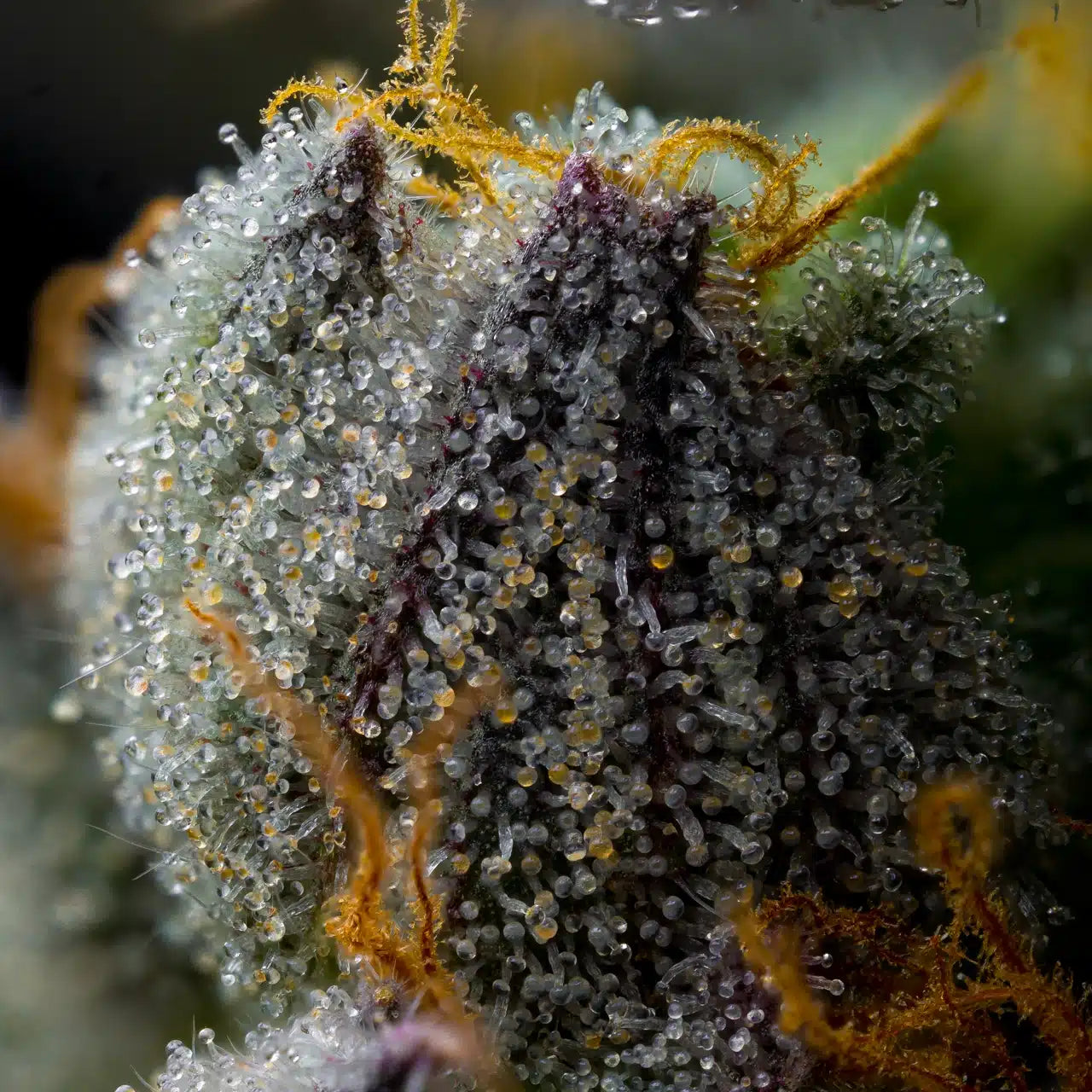 Mint Chocolate Chip Seeds