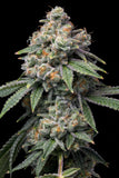 Motorbreath Seeds