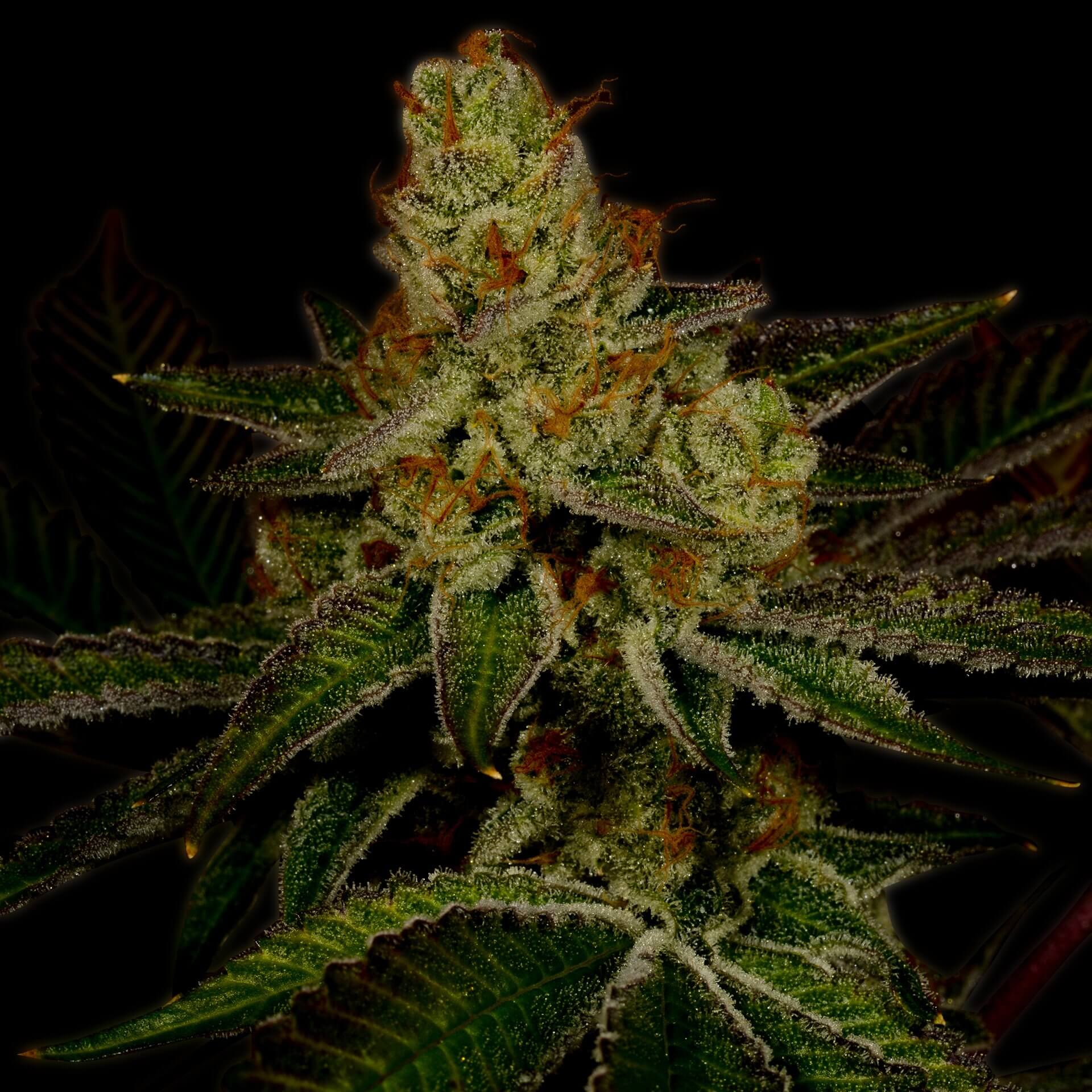 Northern Lights Feminized Cannabis Plant