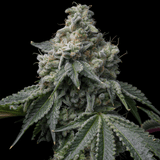 OZ Kush seeds