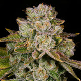 π Pacman Seeds (100% off)