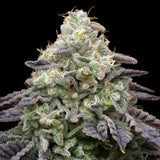 Peanut Butter Breath Seeds