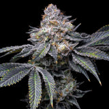 Permanent Marker strain cannabis plant with a large cola. The cannabis cola is densely packed with trichomes. Permanent Marker seeds can be purchased online at Premium Cultivars.