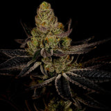 Platinum Cookies Autoflower Cannabis Plant