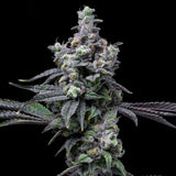 π Pure Michigan Auto Seeds (100% off)