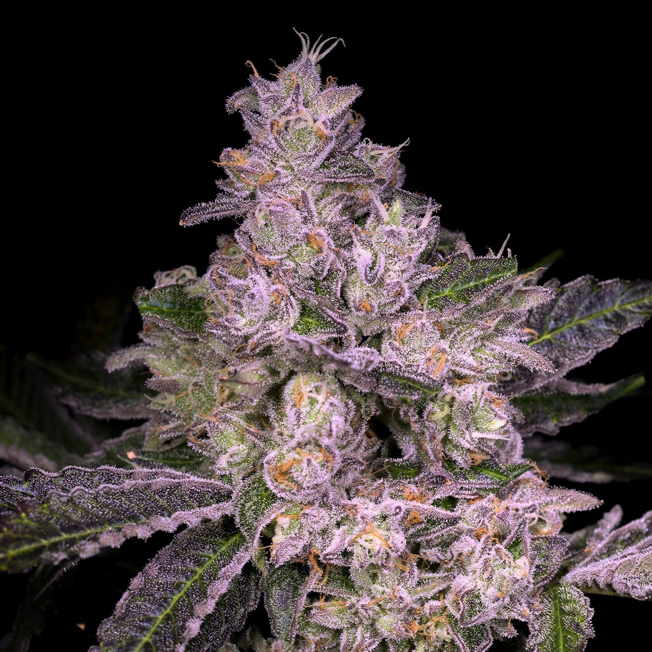🎁 Pure Michigan Seeds (100% off)