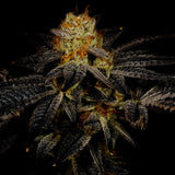 Purple Kush Feminized Cannabis Plant