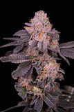 Purple Octane Seeds