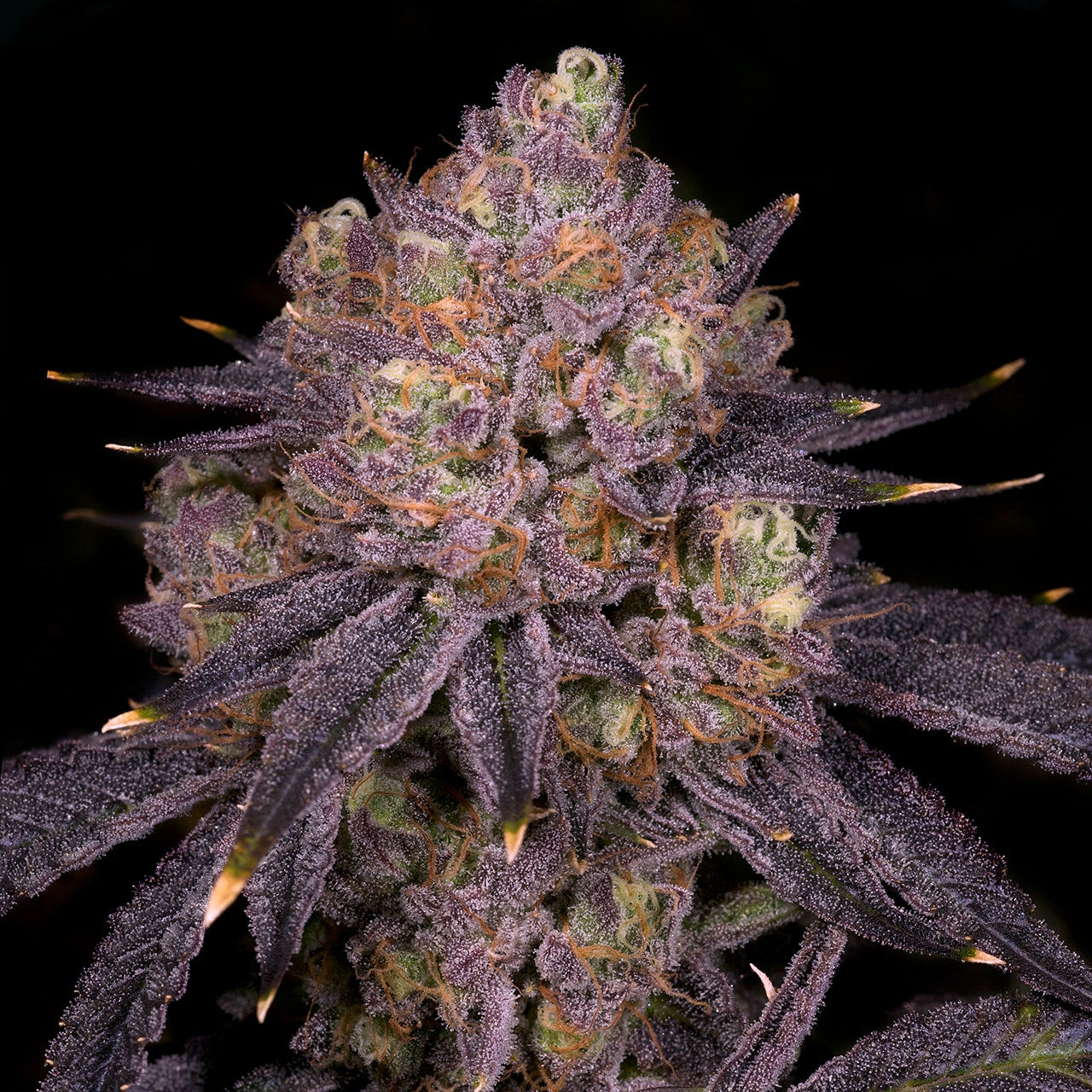 Purple Runtz Seeds