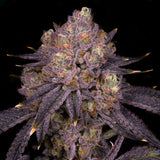 Purple Runtz Seeds