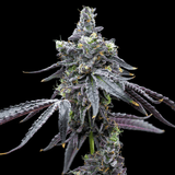 Sour Runtz Autoflower Plant