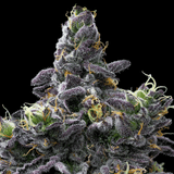 Sour Runtz Autoflower Seeds