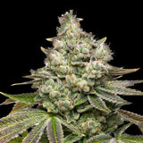 Sundae Driver Seeds