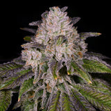π The Glove Seeds (100% off)