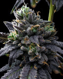 Tropical Runtz Seeds 2