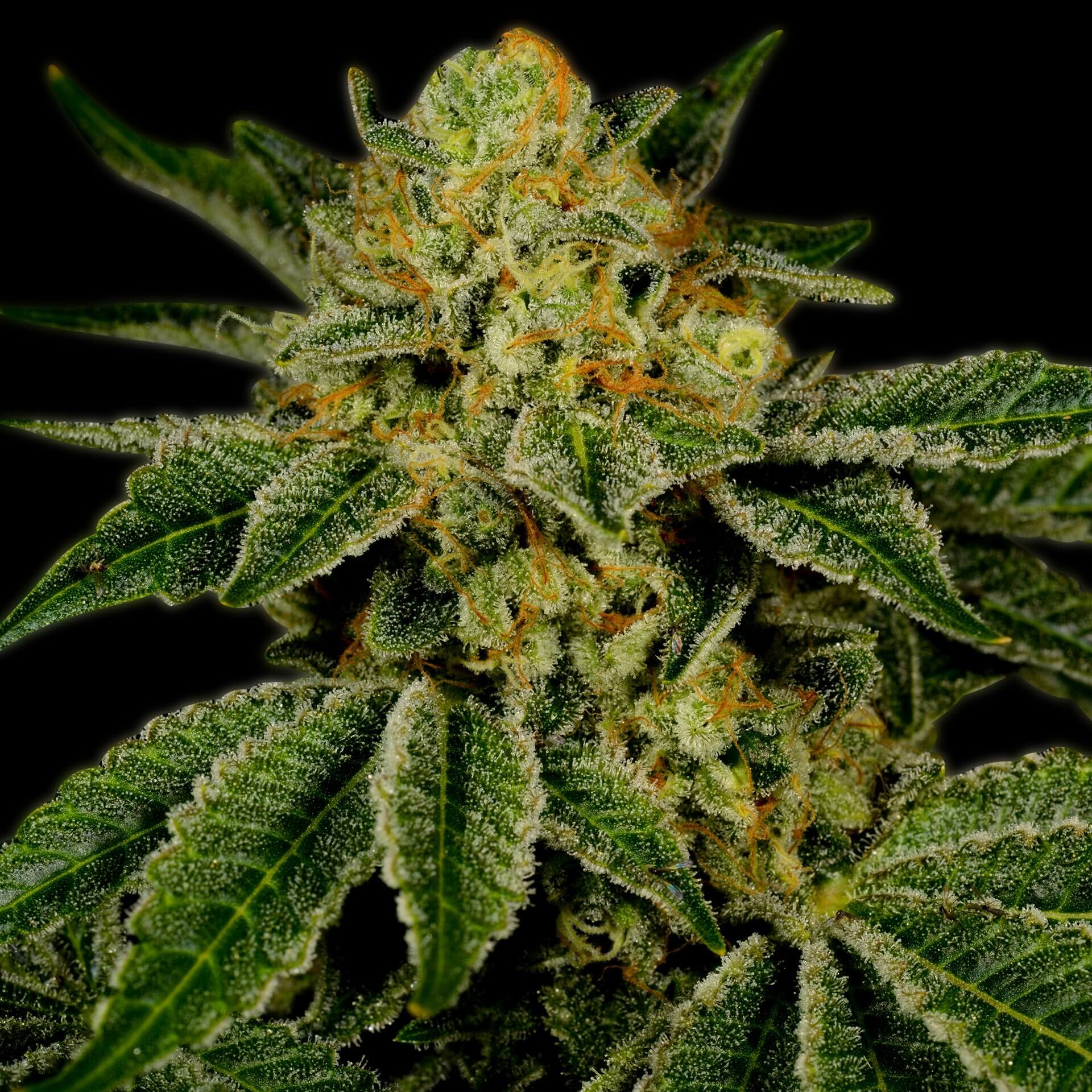 UK Cheese Feminized Cannabis Plant