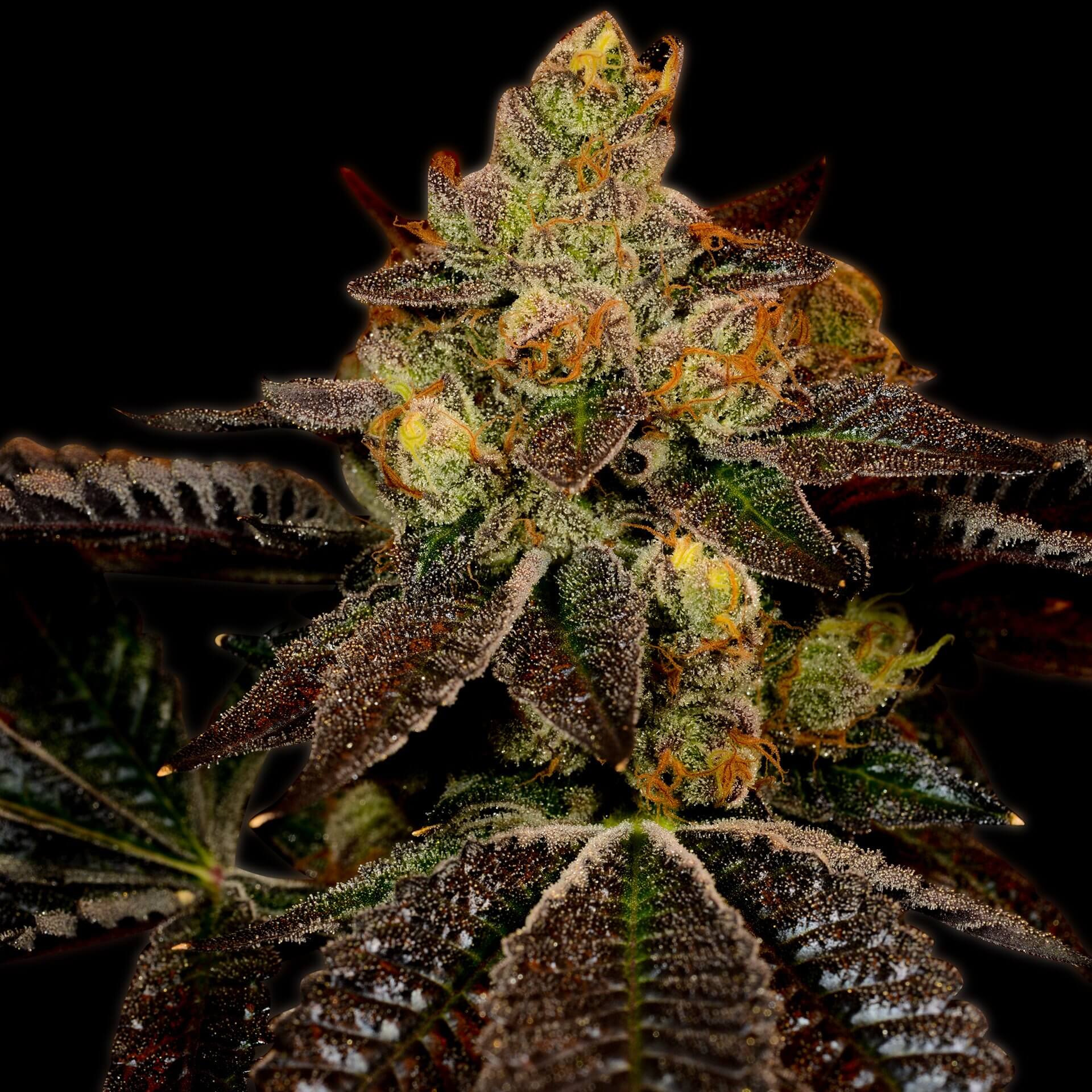 Wedding Cake Feminized Cannabis Plant