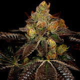 Wedding Cake Feminized Cannabis Plant