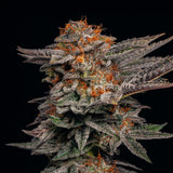 White Cherry Gelato Plant