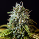 White Widow Autoflower Seeds