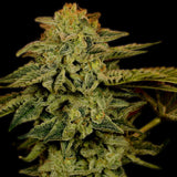 White Widow Feminized Cannabis Plant