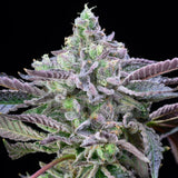 Alien Cookies Strain