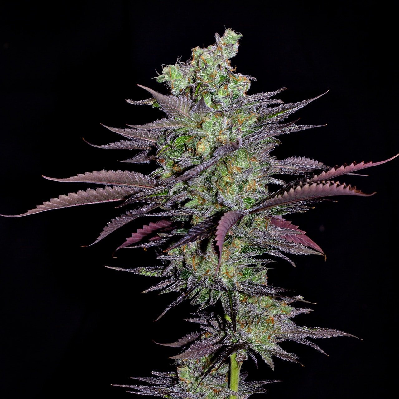 🎁 Alien Cookies Autoflower Seeds (100% off)