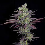 Alien Cookies Autoflower Seeds