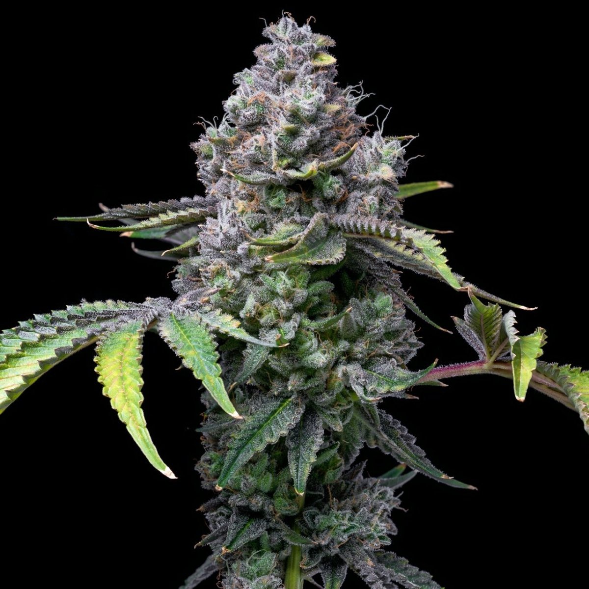 🎁 Apple Fritter Seeds (100% off) - Premium Cultivars