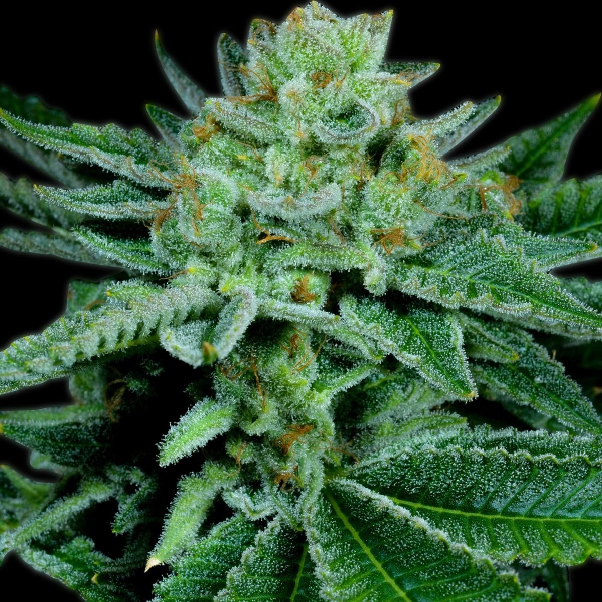 🎁 Banana OG Seeds (100% off) - Premium Cultivars