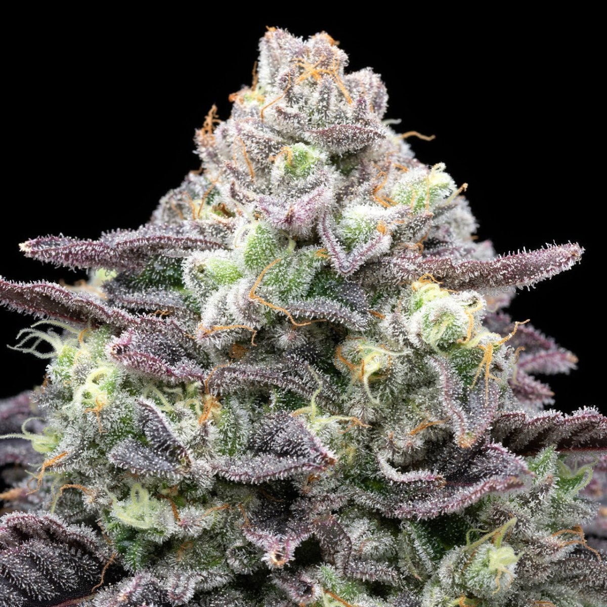Berry Pie Seeds