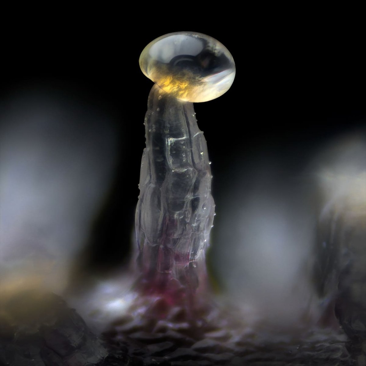 Biscotti Seeds - Premium Cultivars