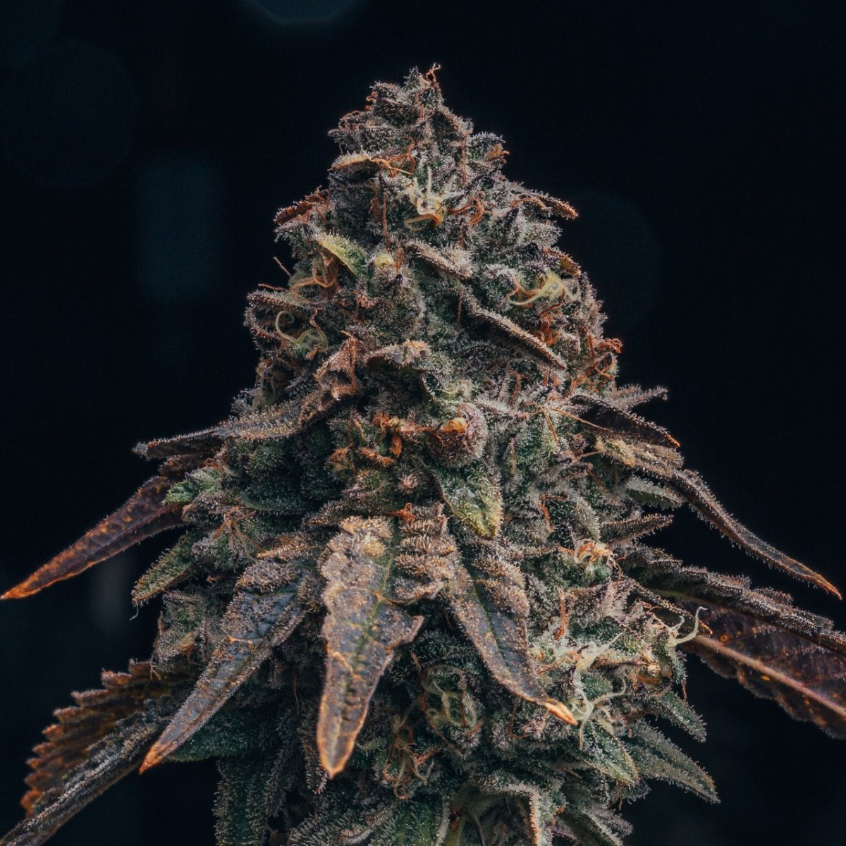 🎁 Black Runtz Seeds (100% off) - Premium Cultivars