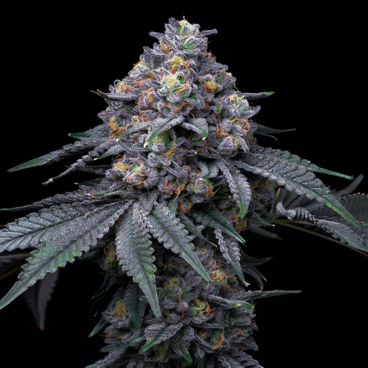 Blackberry Moonrocks Plant