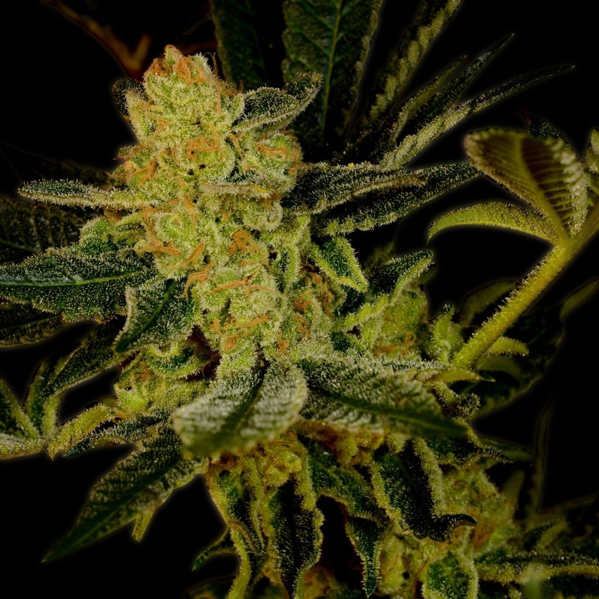 🎁 Blue Dream Seeds (100% off) - Premium Cultivars