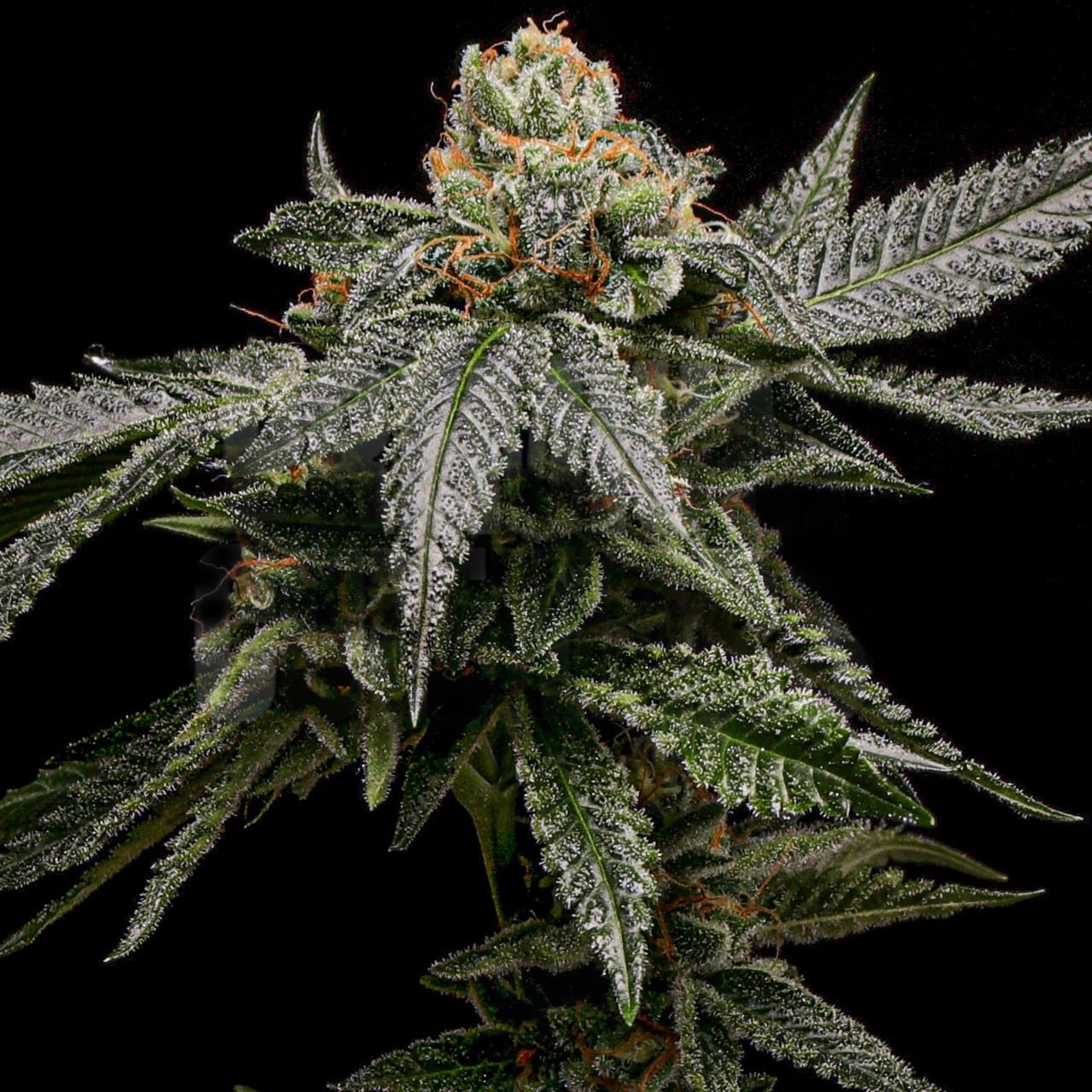 Bruce Banner Autoflower Seeds