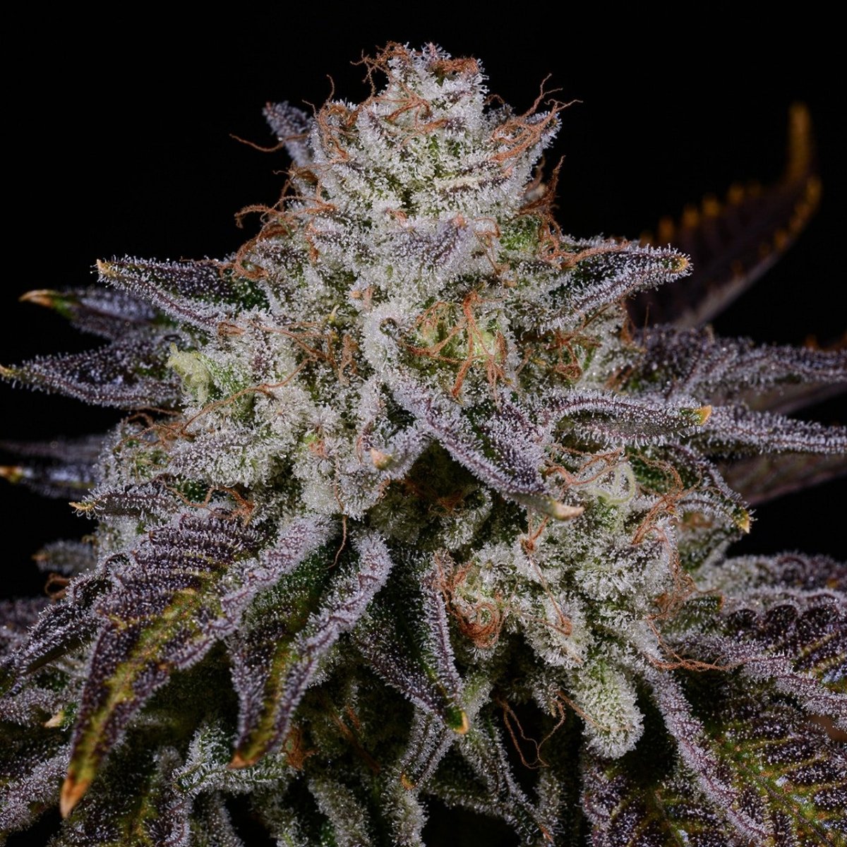 🎁 Bubblegum Popperz Seeds (100% off) - Premium Cultivars