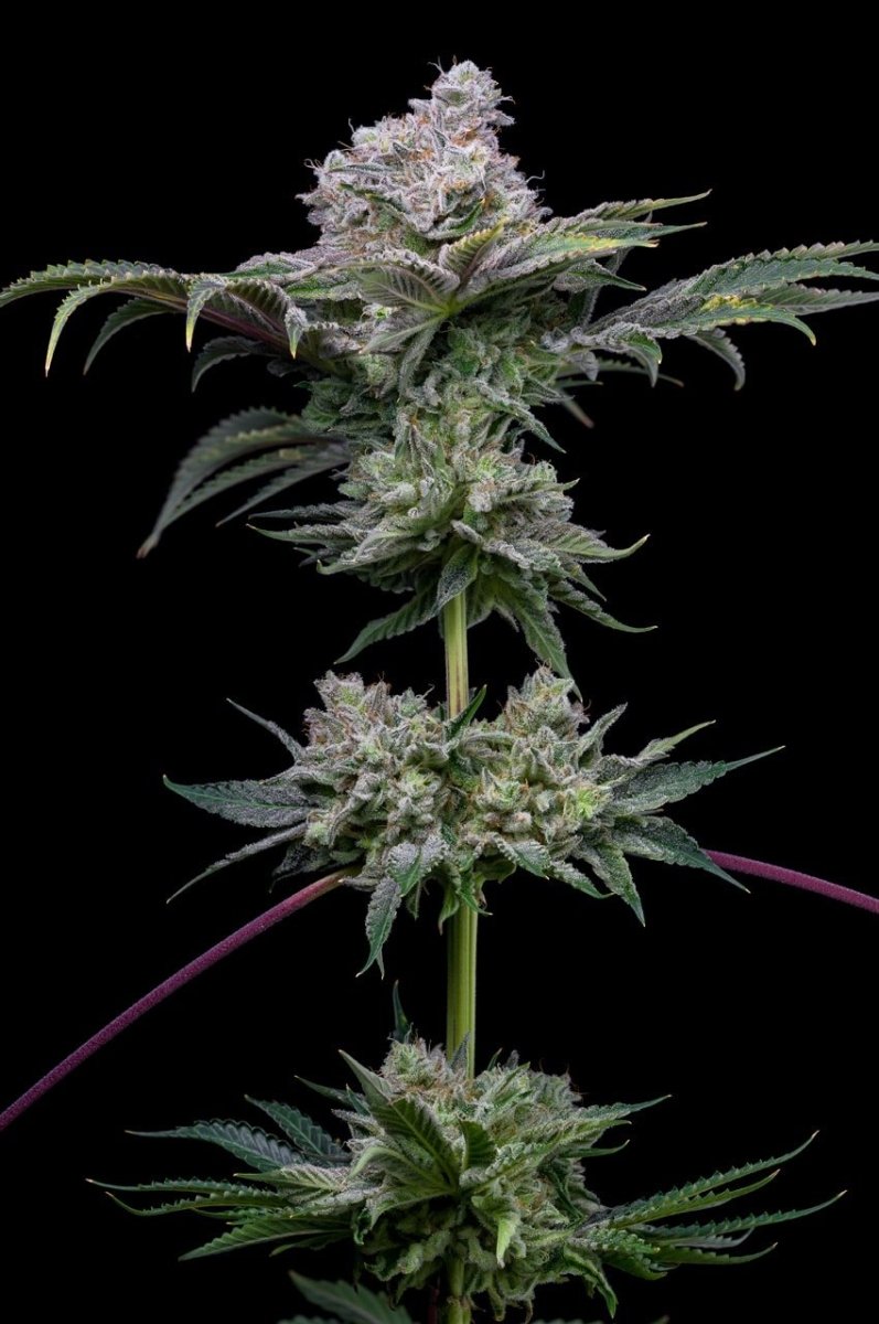 Cadillac Rainbow plant