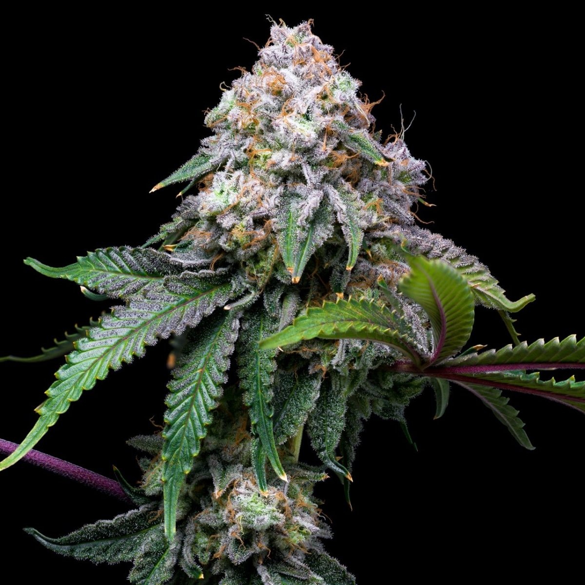 Cake Batter Plant