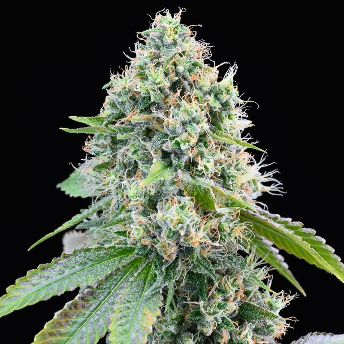 Cereal milk strain cannabis plant. A very large cannabis cola is shown.