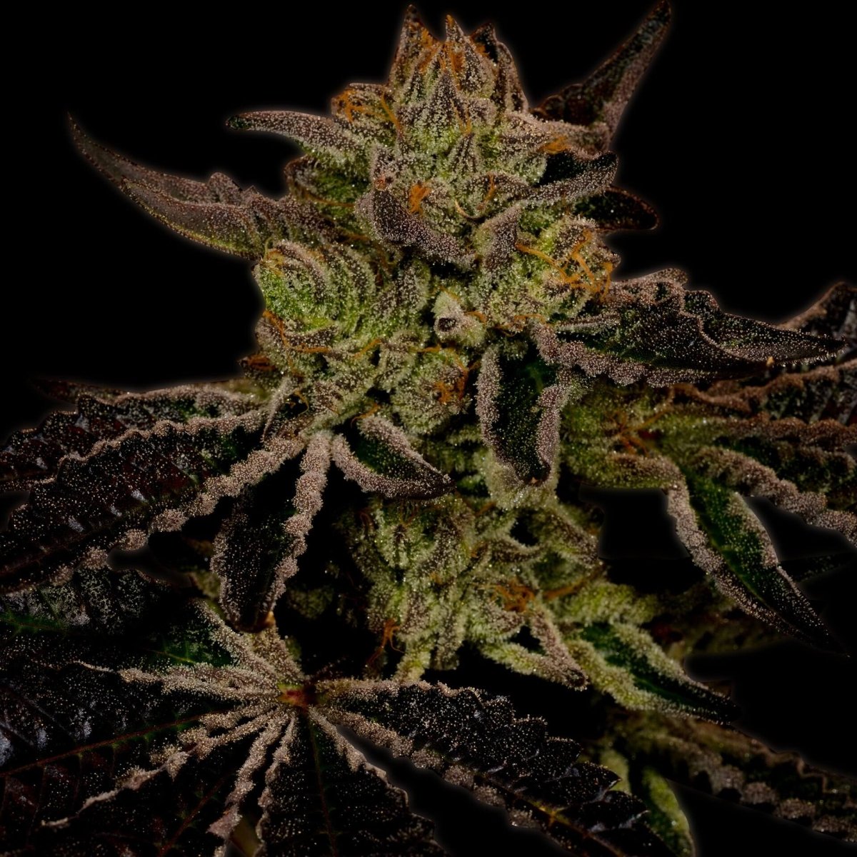 🎁 Cheese Seeds (100% off) - Premium Cultivars