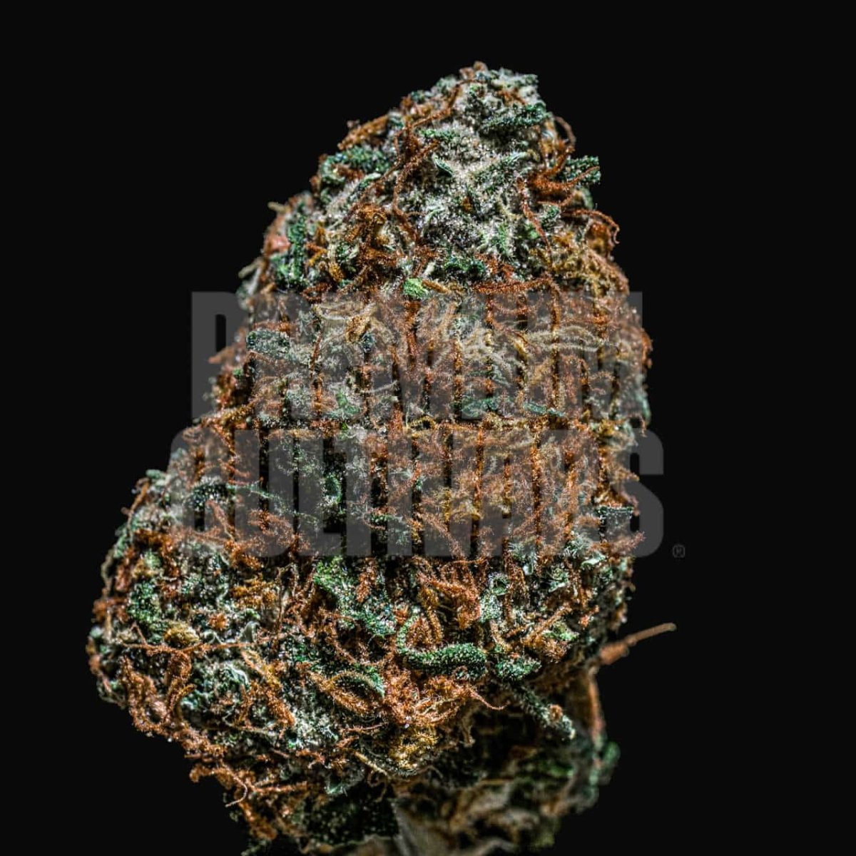 Cherry Runtz Harvest