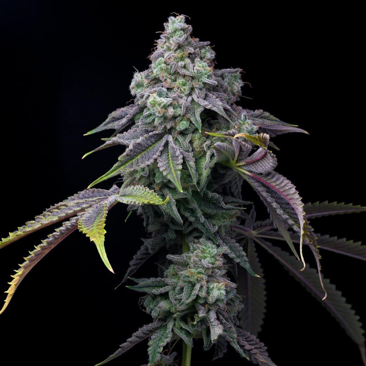 cherry runtz Plant